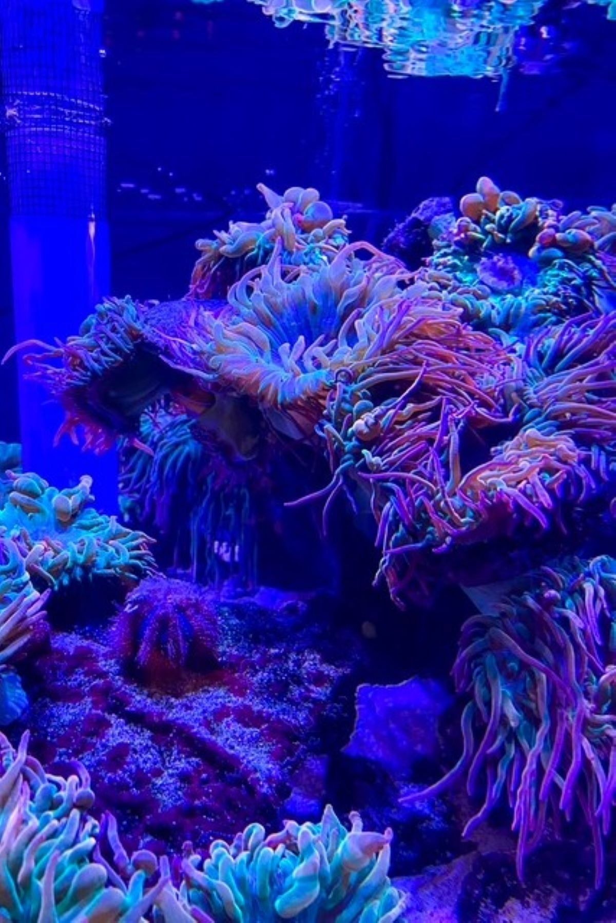 epcot aquarium exhibit