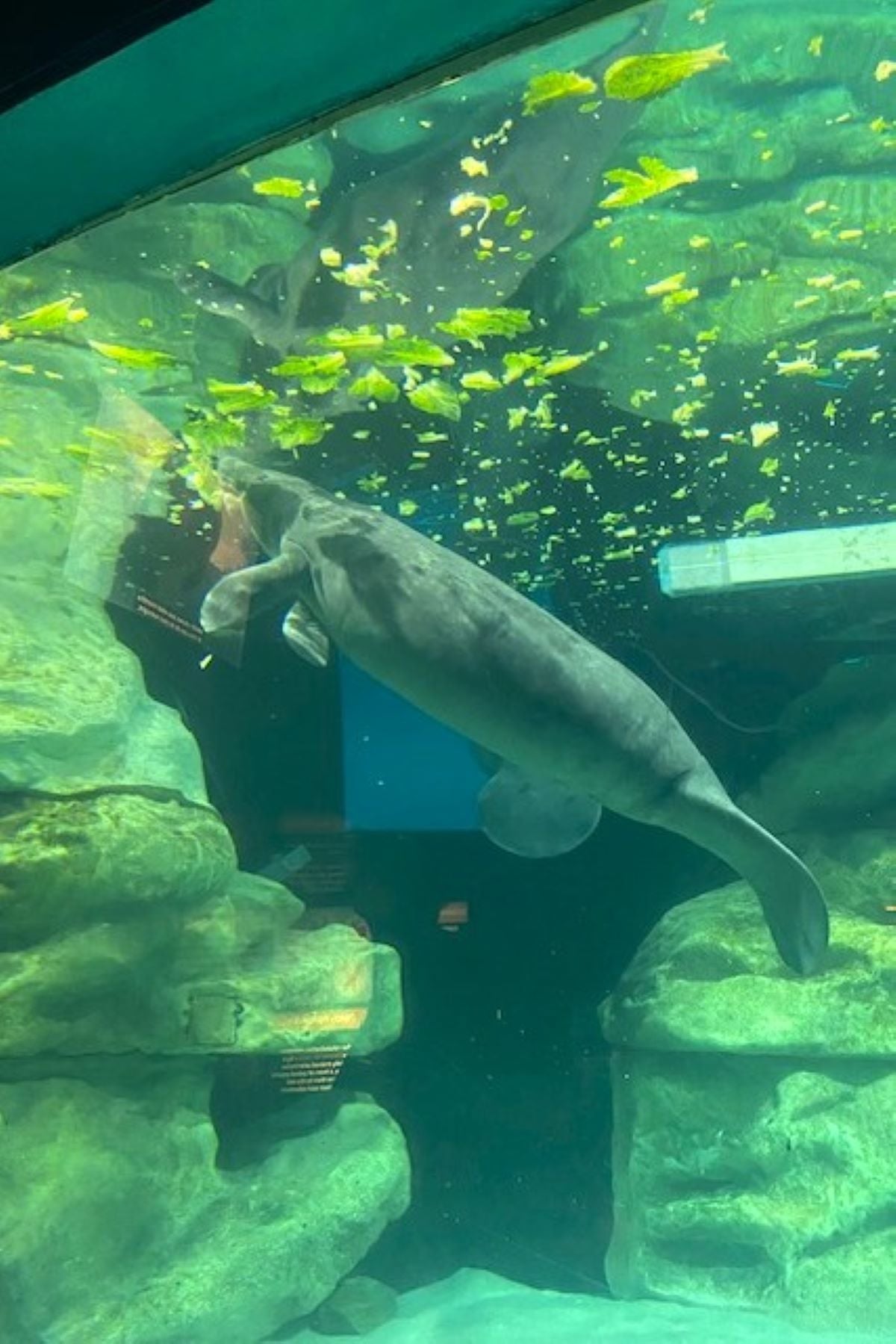 epcot aquarium manatee exhibit