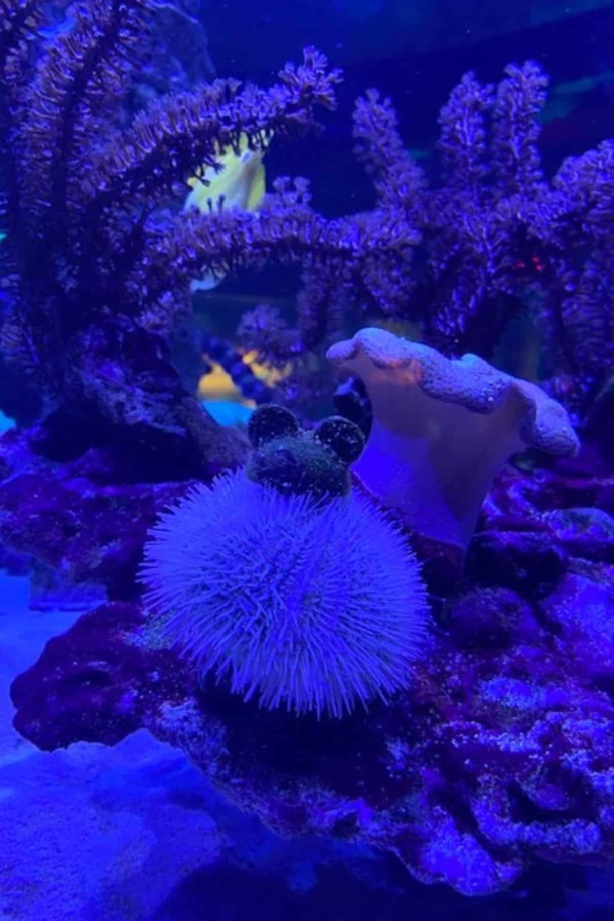 epcot aquarium sea urchin with mickey ears