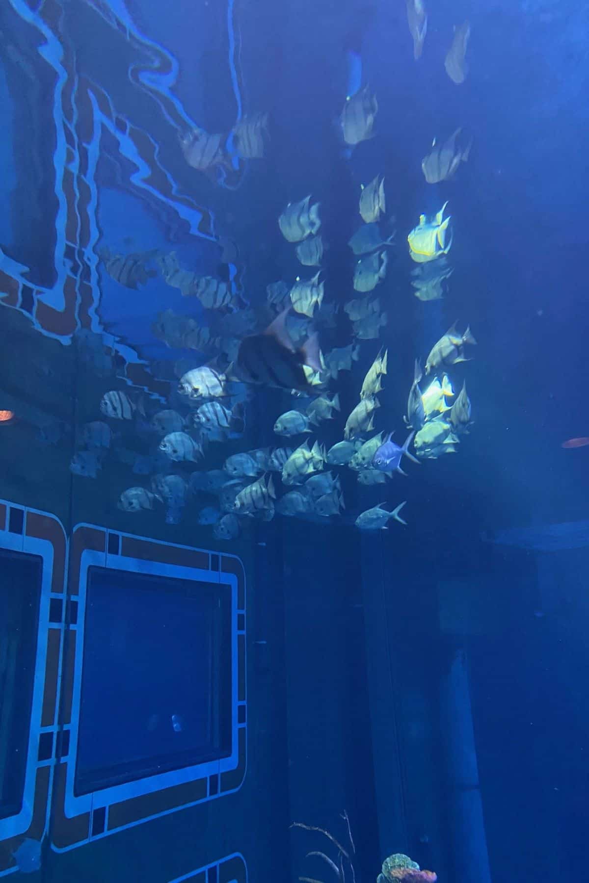 epcot aquarium upper levele_1