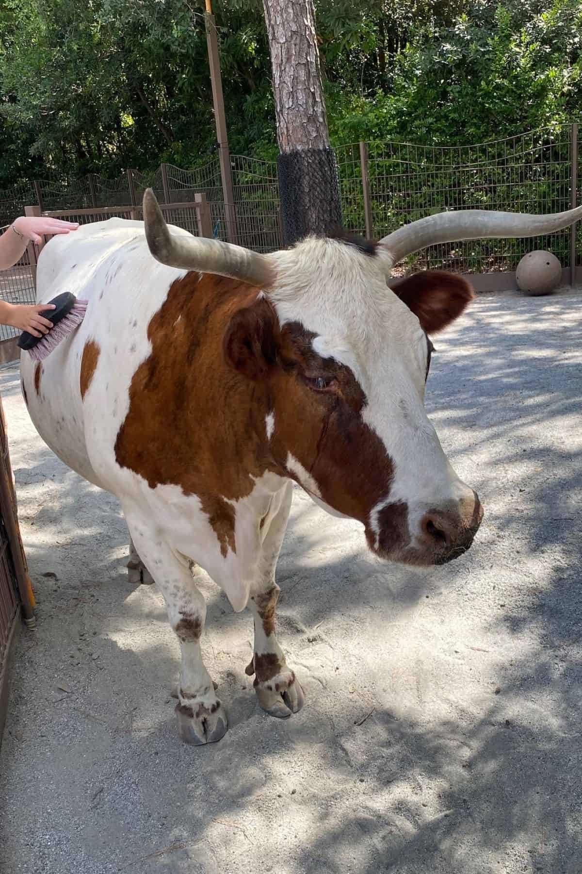 animal kingdom cow in petting zoo