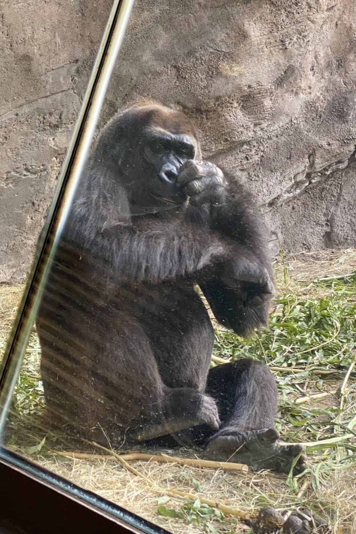 animal kingdom gorilla
